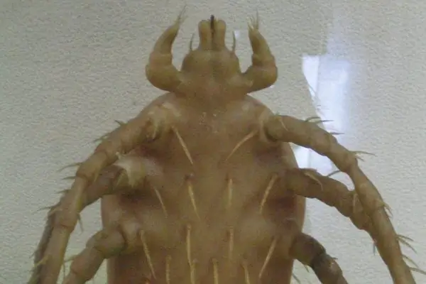 Паразитологический музей Мегуро