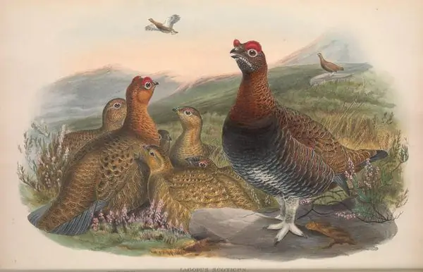 Посмотрите 500 лет искусной природы Иллюстрации