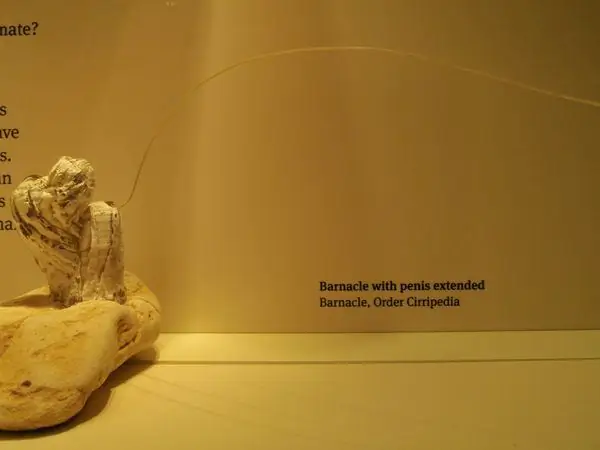 Музей Южной Австралии