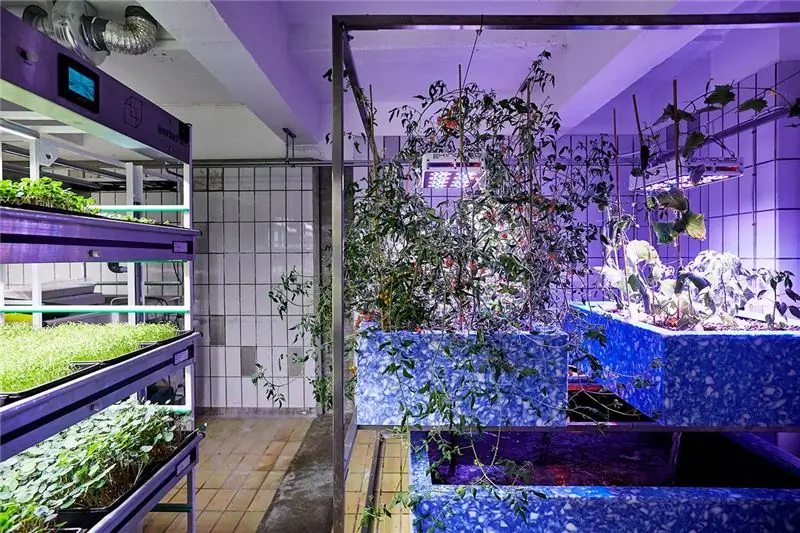 Аквапонное хозяйство, разведение рыб и растений в симбиозе