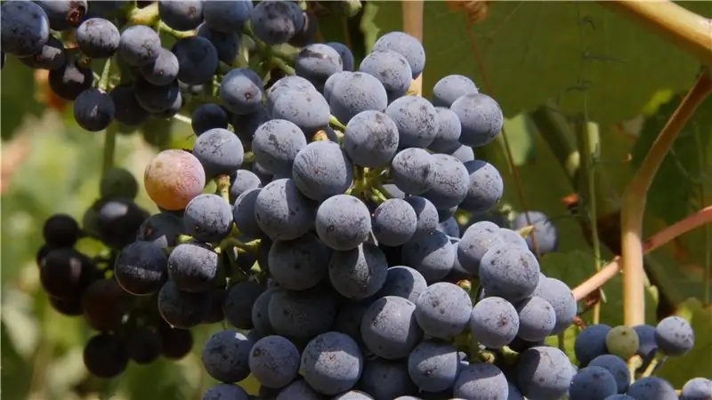 Франция запретила этот виноград в 1930-х годах