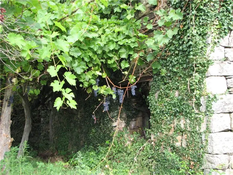 Еще один запретный виноград, растущий на винограднике недалеко от Бомонта