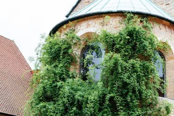 Тысячелетняя роза