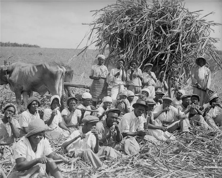 Сахарный тростник с Барбадоса, показанный здесь в 1934 году, изменил траекторию движения печенья
