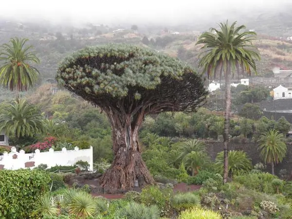 Тысячелетнее драконово дерево