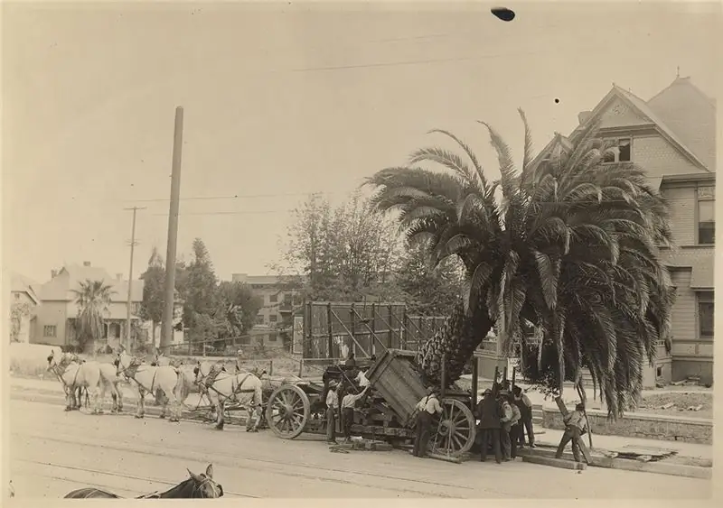 Перемещение пальмы в Лос-Анджелесе, 1913 год