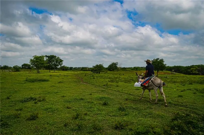 Луис Сориано и его ослики уже более 20 лет приносят книги сельским детям в колумбийском департаменте Магдалена