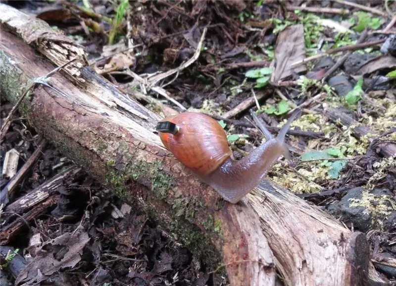 Розовая улитка-волк на охоте с крошечным компьютером, который исследователи приклеили к ее раковине