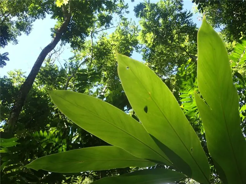Вид снизу: таитянская древесная улитка отдыхает на полном солнце