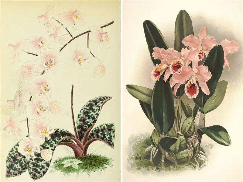 Разновидность фаленопсиса (слева); Cattleya percivaliana из Reichenbachia, руководство по орхидеям 1888 года Разновидность фаленопсиса (слева); Cattleya percivaliana из Reichenbachia, руководство по орхидеям 1888 года