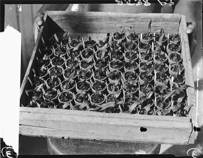 Орхидеи в подносе, Лос-Анджелес, 1931 год Орхидеи в подносе, Лос-Анджелес, 1931 год