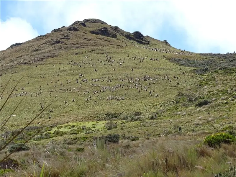 Ландшафт Парамо в Эквадоре часто бывает туманным и усеян густой кустарниковой растительностью