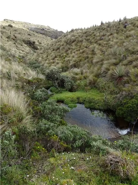 Среда обитания горной звезды представляет собой лоскутное одеяло изумрудного и хаки