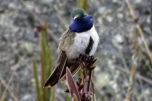 Экзистенциальная тоска по обнаружению исчезающих видов