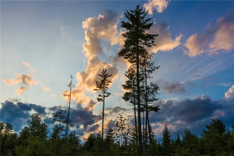 Восточные белые сосны на закате в Риде, штат Мэн