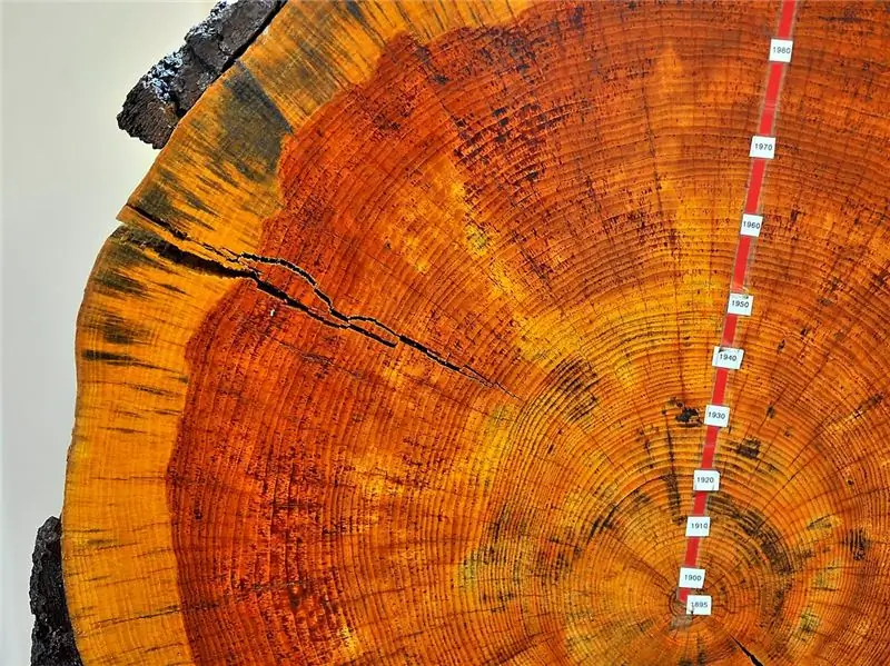 Кольца на срубленной белой сосне датируются примерно 1895-2000 годами; диаметр дерева чуть превышает минимум 24 дюйма, необходимый для королевской сосны, заявленной Короной