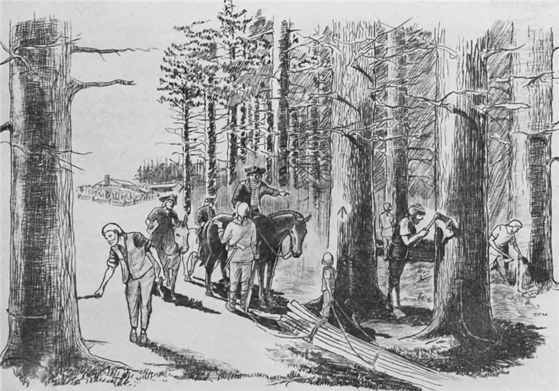 Геодезист и его команда вырезают знак Королевской широкой стрелы на большой белой сосне, отмечая, что он зарезервирован для британского Королевского флота