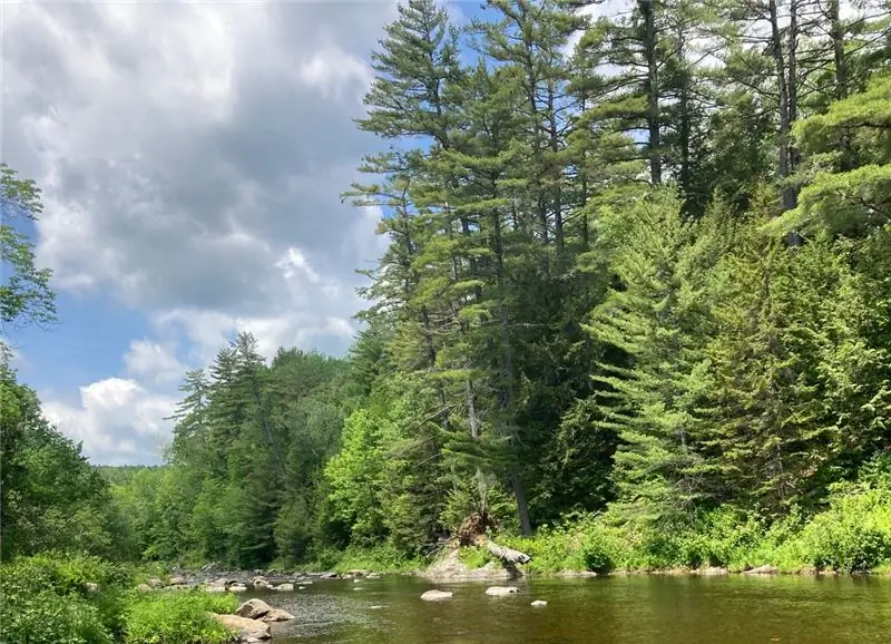 Белые сосны в Национальном природном памятнике Эрмитаж в штате Мэн