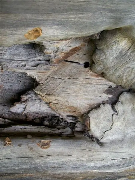 Широкая стрелка, обозначающая собственность, на которую претендует король Англии, едва видна на участке королевской сосны, выставленном в музее лесозаготовок в Ашленде; остаются только две внешние метки символа с тремя косыми чертами, которые указывают вправо