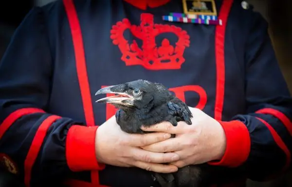 Как Ravenmaster из лондонского Тауэра создает сцену для птичьего романа