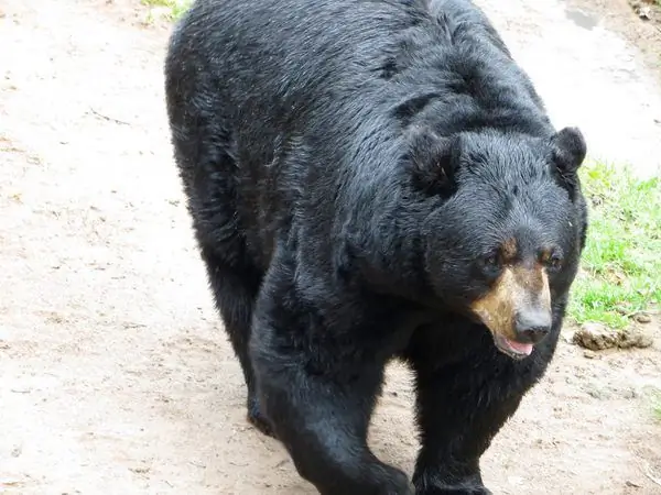 Медвежье ранчо Освальда