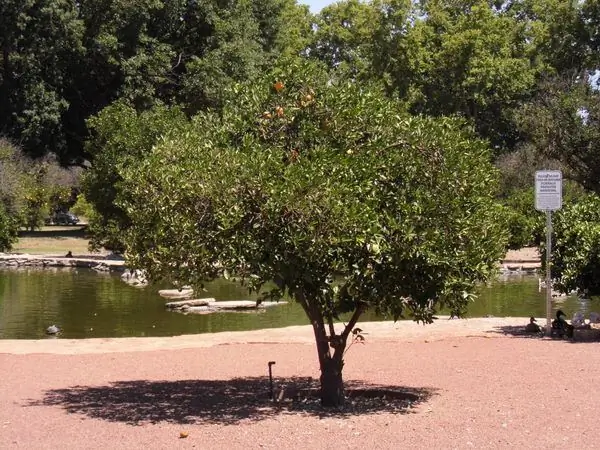 Историческая апельсиновая роща