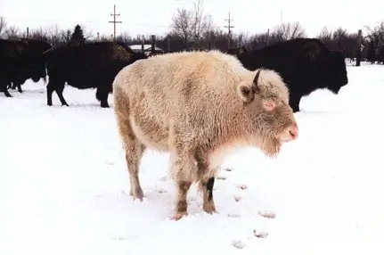 Легендарный буйвол-альбинос