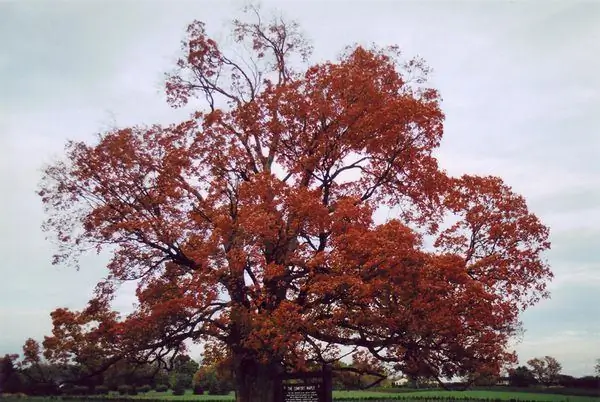 Самый старый клен в Канаде