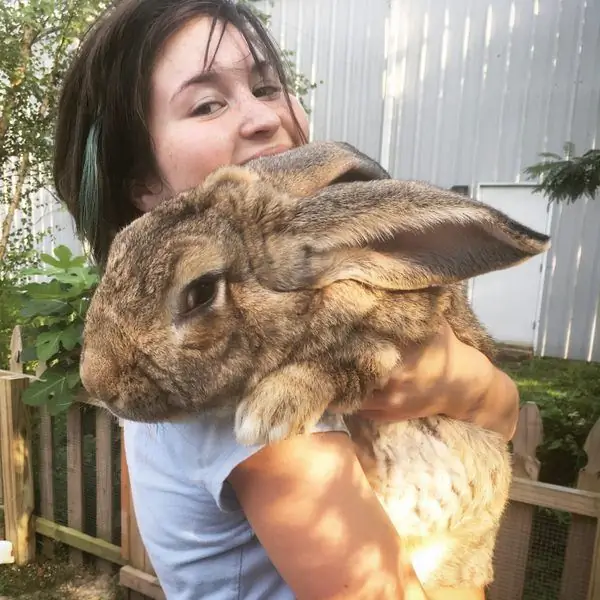 Познакомьтесь с Джуниором, (предполагаемым) самым большим кроликом в США