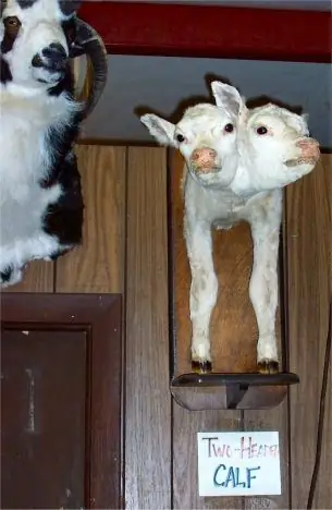 Город луговых собачек