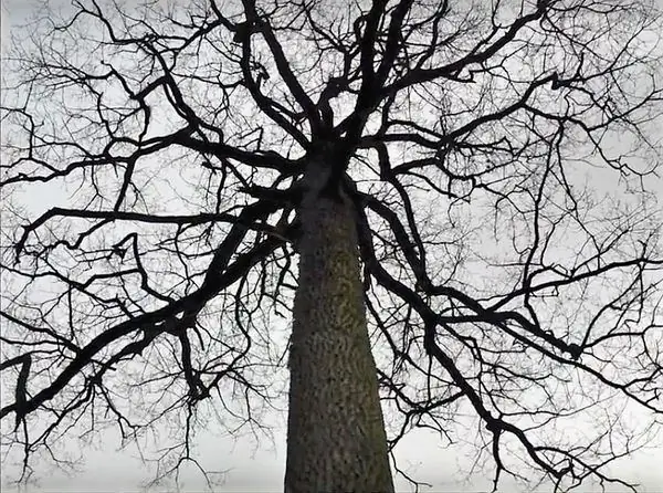 Лес могучих дубов, посаженных 200 лет назад для кораблей, которые так и не были построены