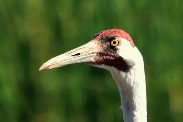 Все 15 видов журавлей в одном месте