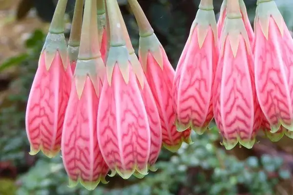 Ботанический сад рододендронов