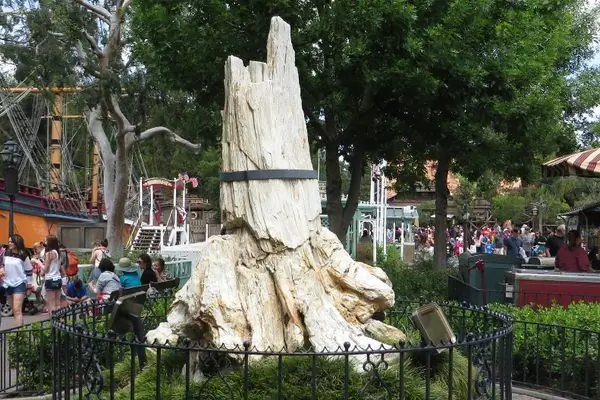 Окаменевшее дерево Диснейленда