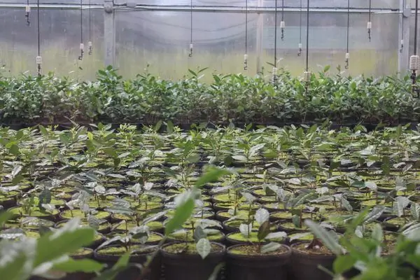 Единственный действующий крупный производитель чая в США