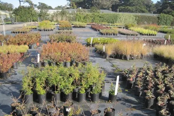 Golden Gate Park Питомник