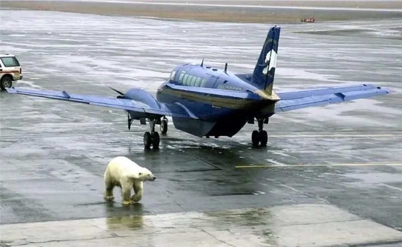Белый медведь в том же аэропорту в 2003 году