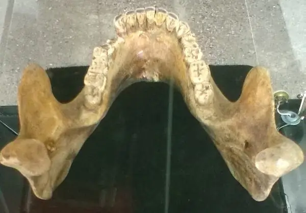 Челюсть одного из древнейших предков человечества