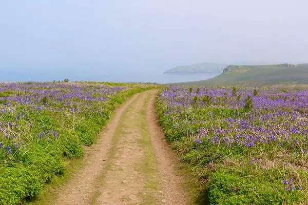 Остров Скомер: рай дикой природы у побережья Уэльса