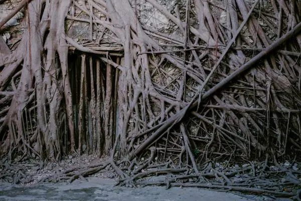 Дом на дереве Аньпин