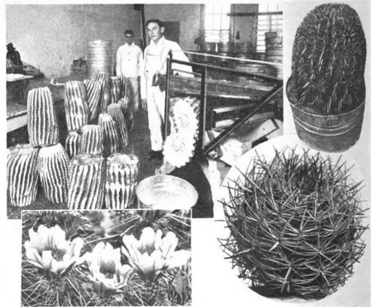 Виснага завалена на фабрике Донофрио