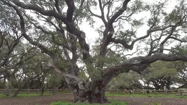Любимый тысячелетний гигантский дуб Техаса
