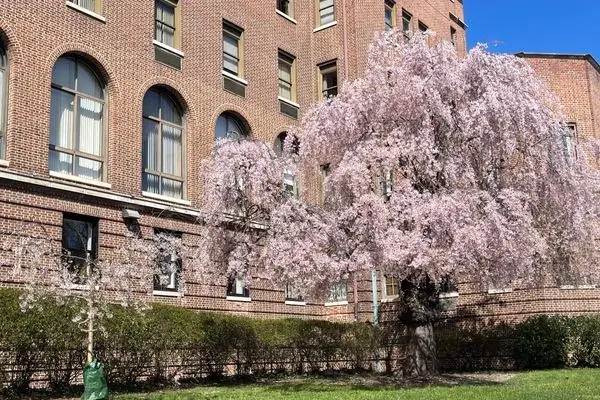 Вишневое дерево Аль Капоне