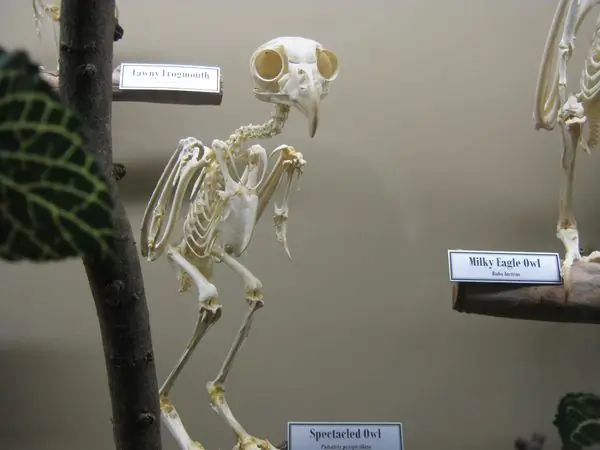 Музей остеологии и черепов без ограничений