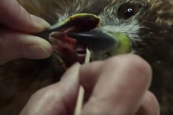 Где заживают дикие твари