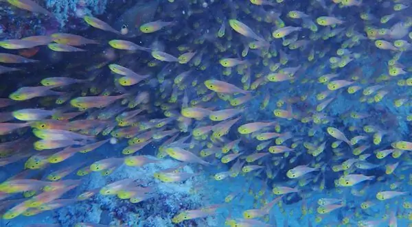 Биосферный заповедник Атолл Баа