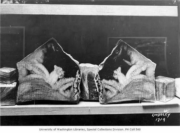 Окаменевший лес гинкго в Вантаже, Вашингтон