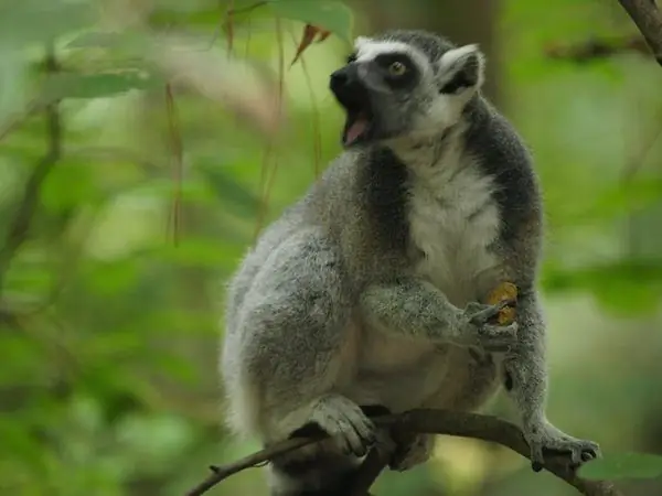 Центр Герцога Лемура