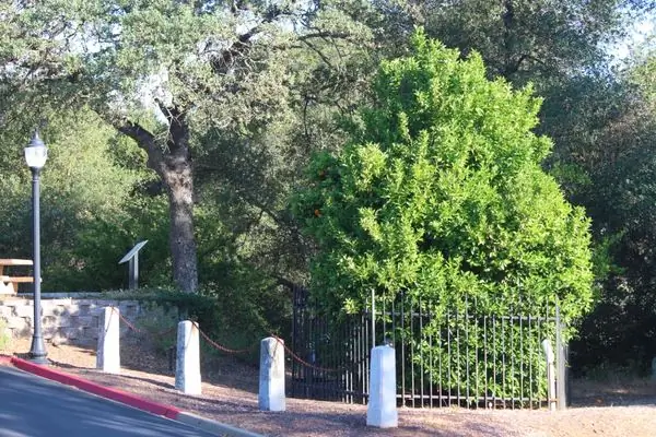 Мать Калифорнии апельсиновое дерево