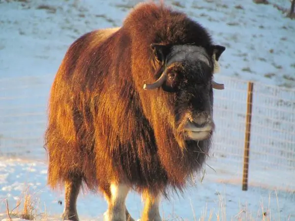 Ферма овцебыков